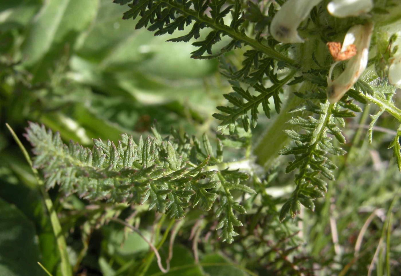 Lousewort, Crested leaf